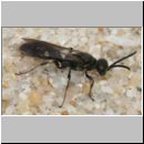 Alysson spinosus - Grabwespe m01a 6mm - Teverener Heide.jpg